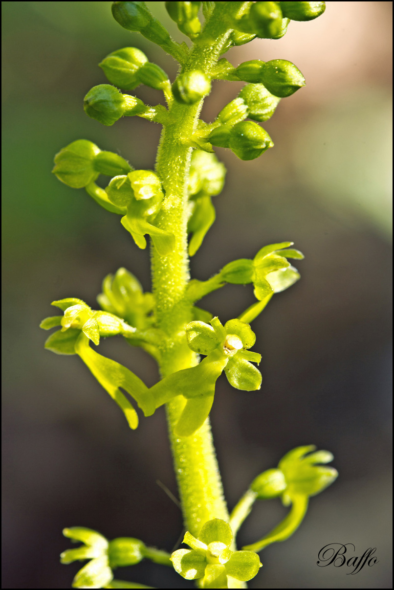 Listera ovata (L.) R.Br. In W.T. Aiton